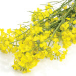 Two years later a new study has put a very large price tag on to China’s canola ban.