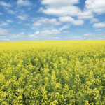 Canola Council of Canada’s Market Access Plan