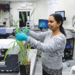 Chithra Karunakaran prepares a plant for imaging at the Canadian Light Source.