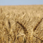 Attention to detail has helped a New Zealand farmer hit record wheat yields. photo: john greig