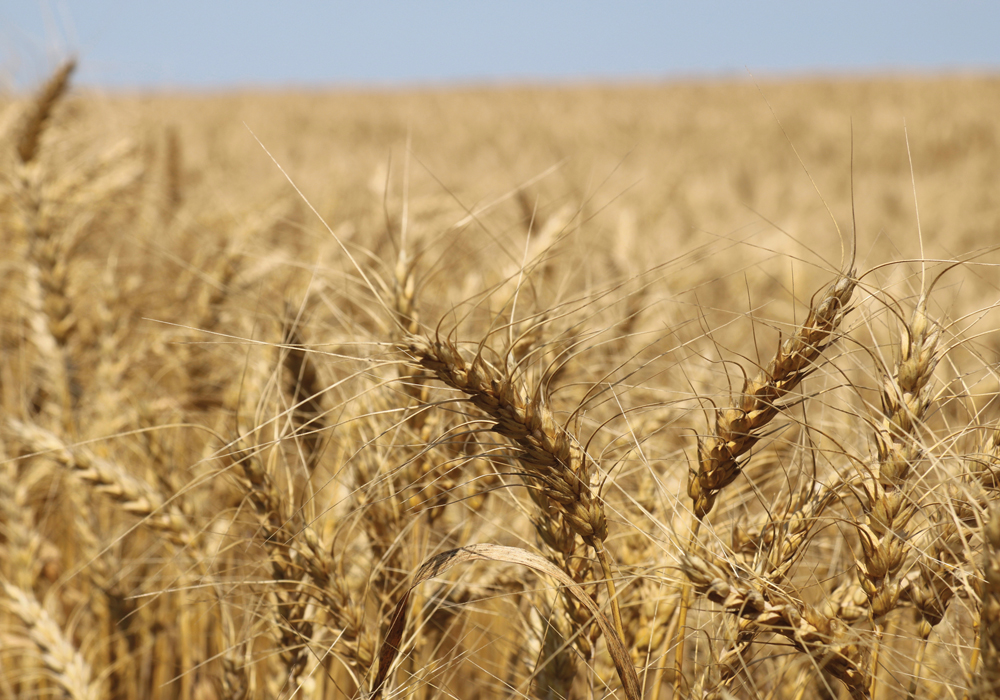 Attention to detail has helped a New Zealand farmer hit record wheat yields. photo: john greig