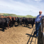 It’s not just the cattle that are happier with the new handling system at Short Grass Ranches, their handlers are too. “Nobody is miserable and grumpy at the end of the day,” says Craig Lehr.