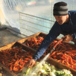 Ben Hartman and Rachel Hershberger grow vegetables on just over half an acre near Goshen, Indiana.