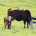 Forage insurance changes arrive for spring