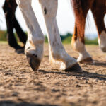 We ask a lot of a horse’s feet, so we need to be able to identify when they’re a source of pain and discomfort.