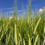 Barley south of Ethelton, Sask. on Aug. 3, 2017. (Dave Bedard photo)
