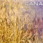 “APAS has estimated the cost of producing an acre of wheat will increase by $12.50 by the time the carbon tax is fully implemented in 2030.” – Todd Lewis, APAS.
