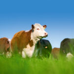 “We’d like to hopefully close this chapter off and get rid of all the remaining restrictions related to BSE and put that behind us once and for all.” – Dennis Laycraft, Canadian Cattlemen’s Association