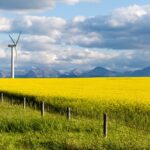A canola field near Pincher Creek, Alta. (Laughingmango/E+/Getty Images)