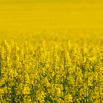 Canola moved upwards in lockstep with soy futures after a surprising planting projections survey.