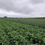 Soybean fields are inspected in a University of Wisconsin research trial on dicamba drift at Arlington, Wisc. on Aug. 2, 2018. (File photo: Reuters/Tom Polansek)