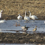 Swans and mallard ducks, seen using a car as a photography blind.