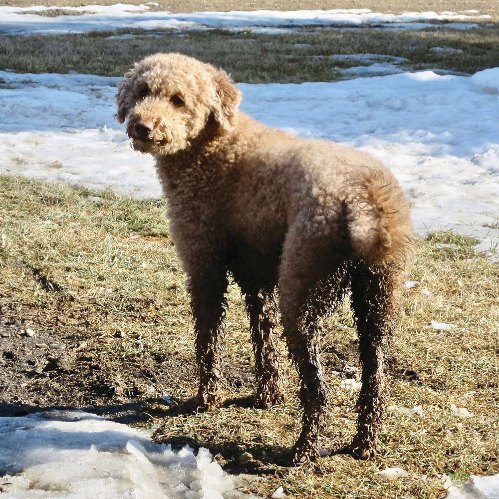 With spring, comes mud – just ask the owner of this dog. It takes almost as much heat to melt snow as it does to bring water to its boiling point.