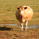 Cattle can get stuck or go down when being processed