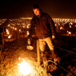 A wine grower lights heaters early in the morning, to protect vineyards from frost damage outside Chablis, France, April 7, 2021.