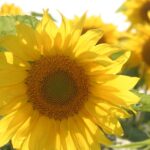 Russia approves formula-based sunflower oil export tax