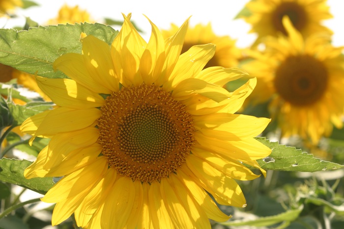 Russia approves formula-based sunflower oil export tax