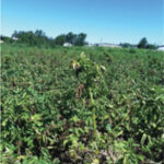 Blocked tissues that transport water cause the telltale wilting and death of Potato Early Dying disease.