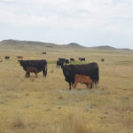 Producers need to think about how to manage during a drought to keep the most productive and valuable cows in the herd.