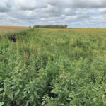 Palmer Amaranth.