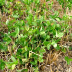 A clover cover crop seeded among a spent cereal crop. The watershed district program hopes to see 1,200 acres of cover crops enrolled in 2021.