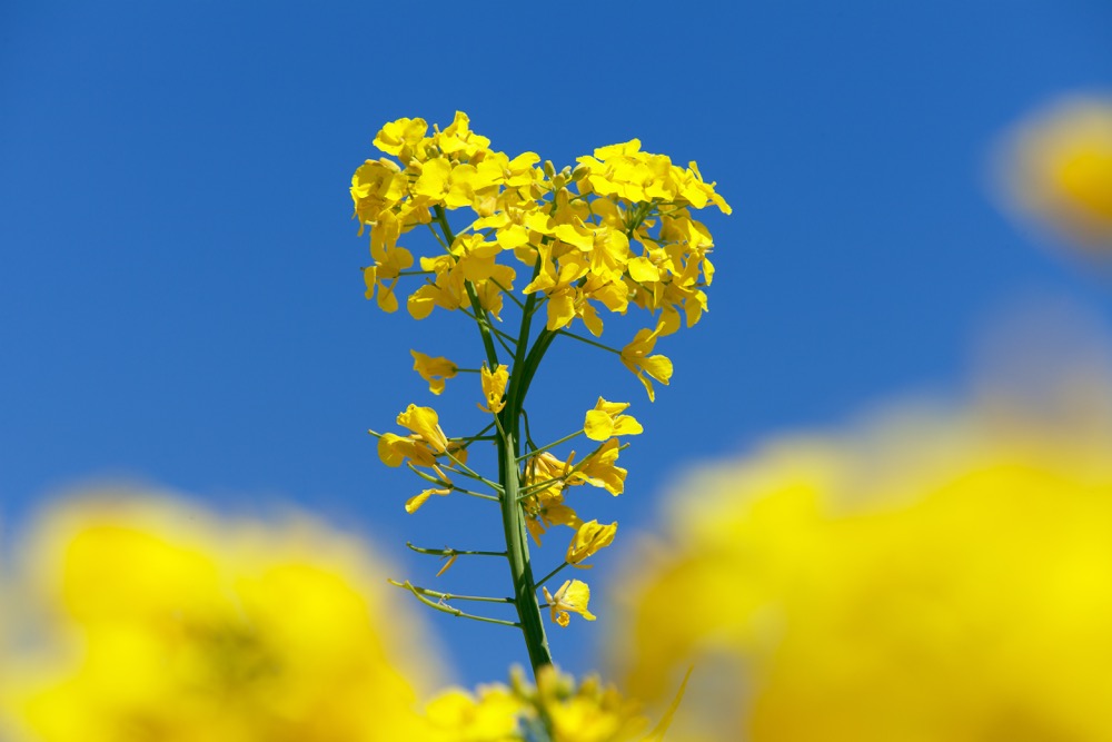 Multiple factors push canola prices upward