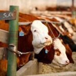 (Photo courtesy Canada Beef Inc.)
