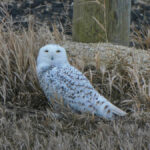 A snowy owl fixes the photographer with a steely gaze.