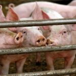A recent shift toward more commercial-scale hog production in China has led to more use of soybean meal in rations.