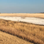 Salinity issues turn field edges in southwestern Manitoba white this spring.