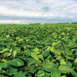 Soybean growers need to be aware that a number of older varieties are about to see their registration cancelled at the start of the new crop year, August 1.