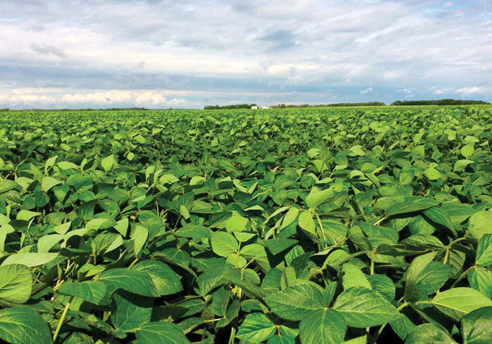Know the soybean varieties you're planting Manitoba Cooperator