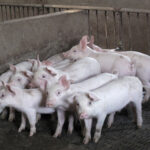 china pigs