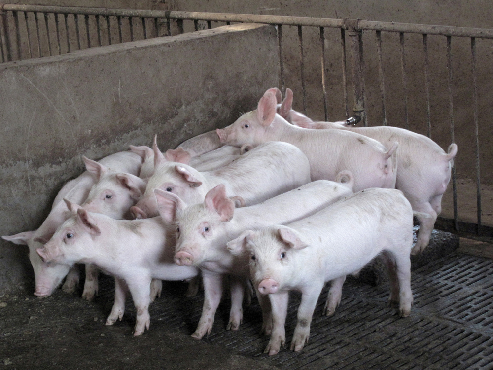 china pigs