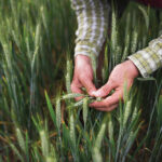 MCA is hoping a whole-farm research approach will yield
better results for farmers.