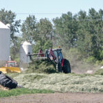 Silage is one way to make the most of annual forage crops during a dry year.