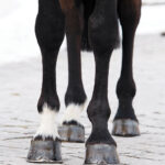 Lameness can take many forms and come from complex causes.
