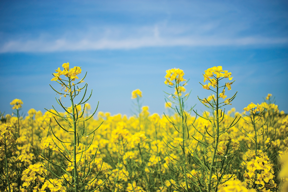 “When you have a basis that’s positive it’s something, but when it’s $100 a tonne that’s remarkable.” – Bill Craddock.
