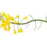 New-crop insurance feature lets farmers pay for higher canola values