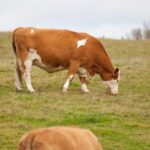 File photo of cattle grazing on Prince Edward Island. (ArodPEI/iStock/Getty Images)