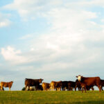 Many people with livestock are searching for grazing land and a growing number of farmers are thinking about integrating livestock into their farms.