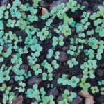 The supply concerns now facing canola could become more problematic if there’s little rain to be had in coming weeks.