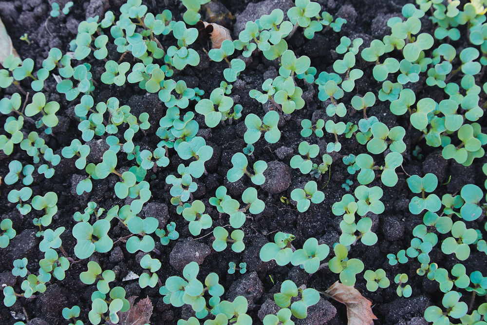The supply concerns now facing canola could become more problematic if there’s little rain to be had in coming weeks.
