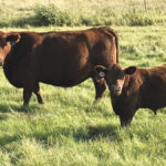 Summer pneumonia can affect calves as early as three to four weeks old to three to five months of age.