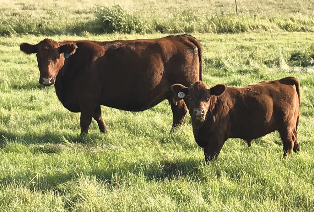 Summer pneumonia can affect calves as early as three to four weeks old to three to five months of age.