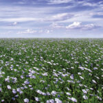 The Flax Council of Canada is seeking new members and is bouncing back from a period of inactivity.