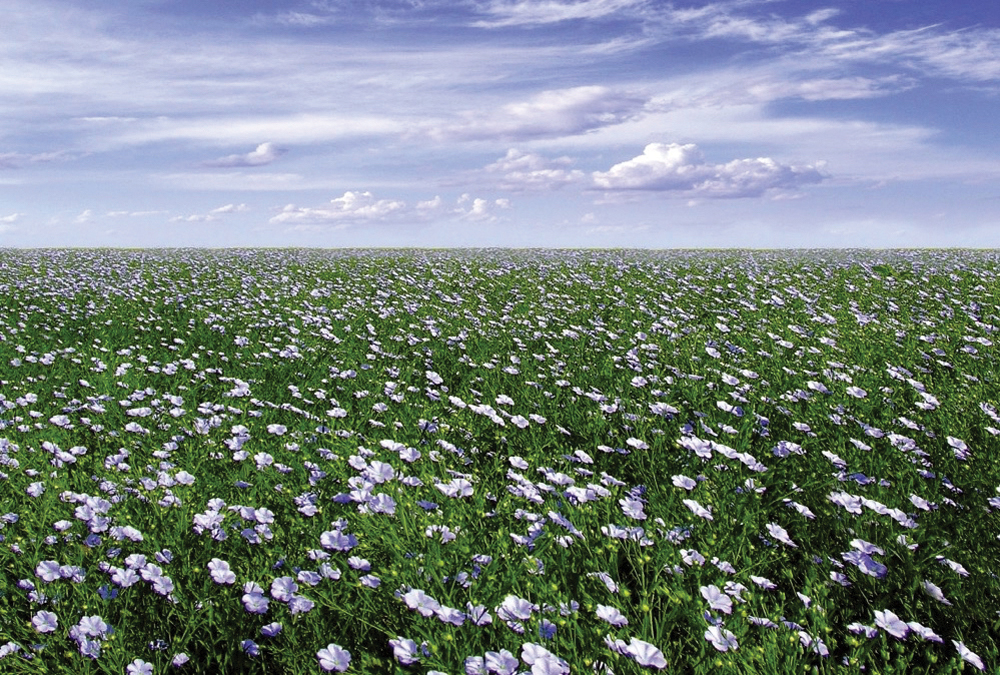 The Flax Council of Canada is seeking new members and is bouncing back from a period of inactivity.