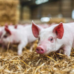 Animal care in modern hog production does not stop at codes of practice and regulatory enforcement. There is also verification.