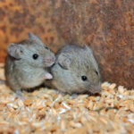 Mice can cause significant damage to on-farm grain storage, with contamination of grain with mouse droppings even leading to rejection by grain distributors and exporters.