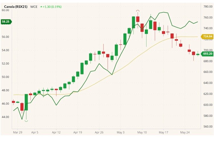 ICE November 2021 canola (candlesticks) with 20-day moving average (yellow line) and CBOT December 2021 soyoil (green line, left column). (Barchart)
